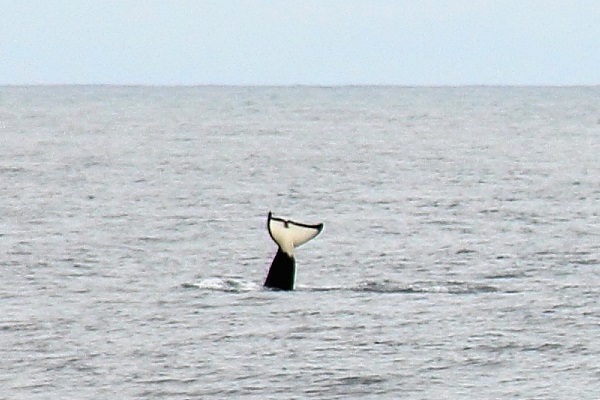 ザトウクジラ