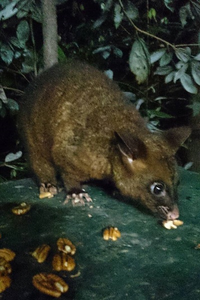 オーストラリア野生動物