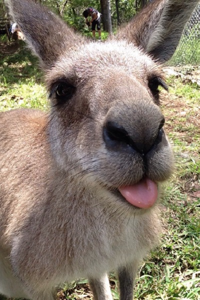 オーストラリア動物園