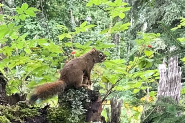 アラスカの動物