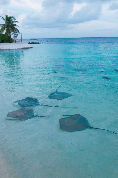 モルディブの海