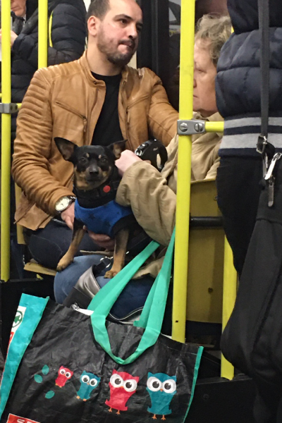 ハンガリー犬