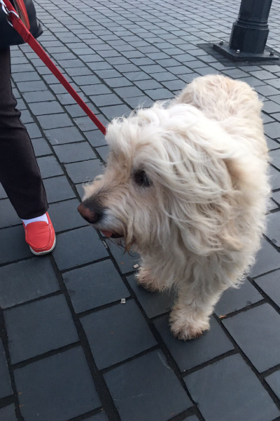 ハンガリー犬