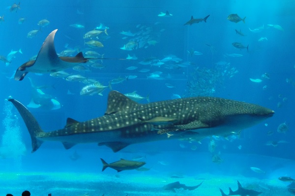 美ら海水族館
