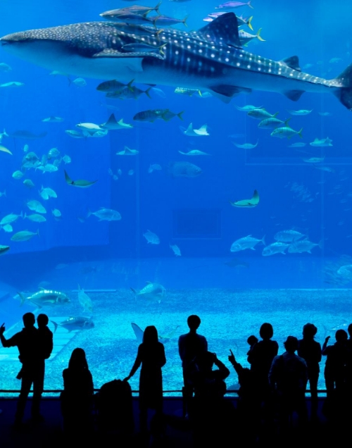 美ら海水族館