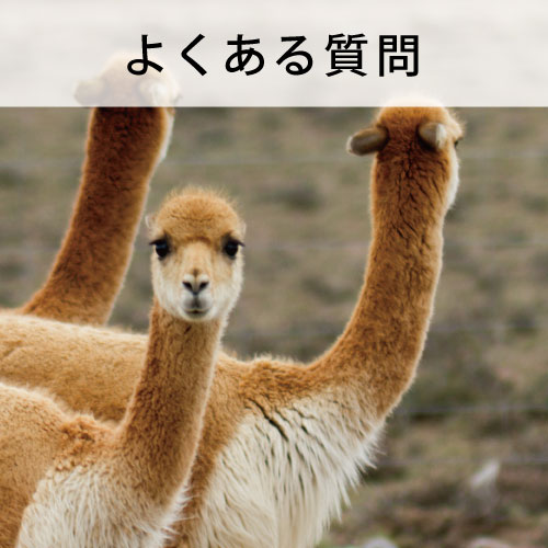 南米 よくある質問