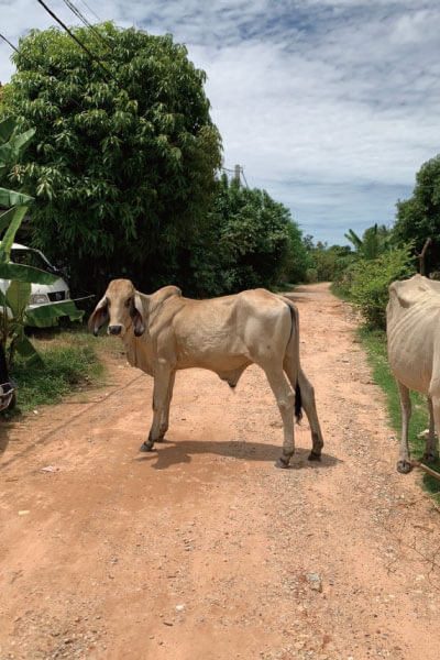 カンボジアの動物