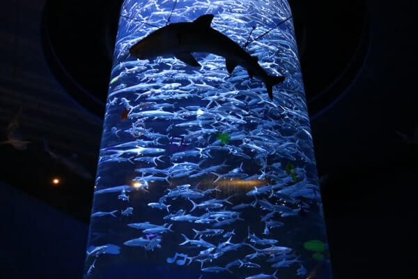 オーシャンパークの水族館