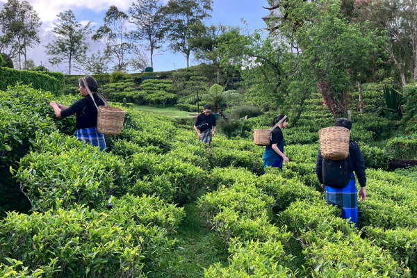 スリランカ セイロンティーの茶摘み体験